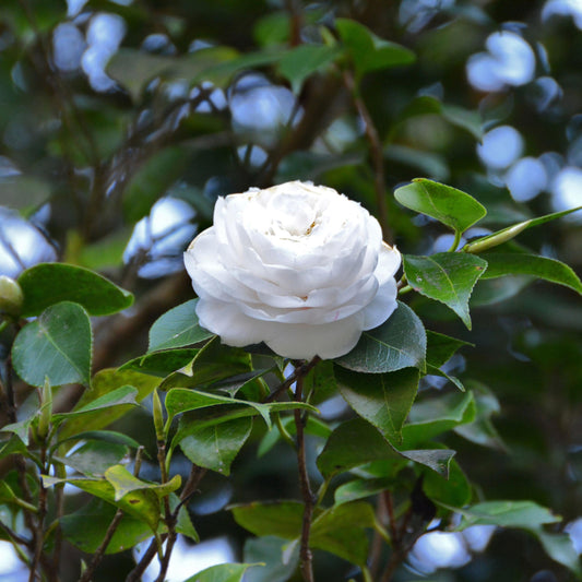 White By The Gate Camellia seeds