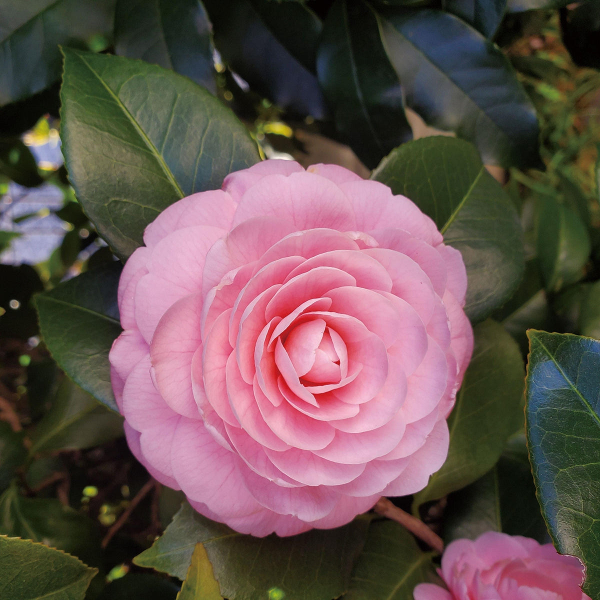 Pink Perfection Camellia seeds