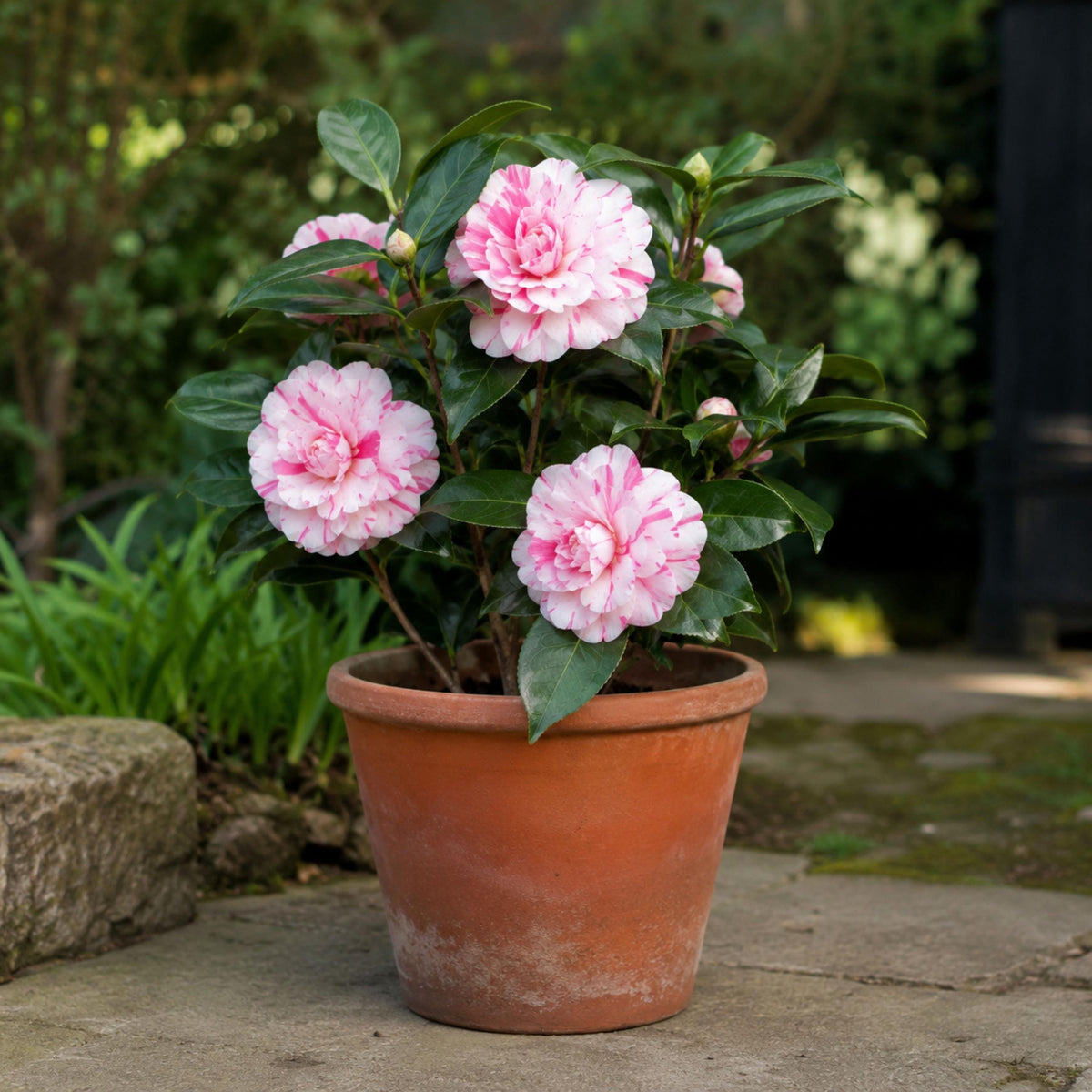 Lavinia Maggi Camellia seeds