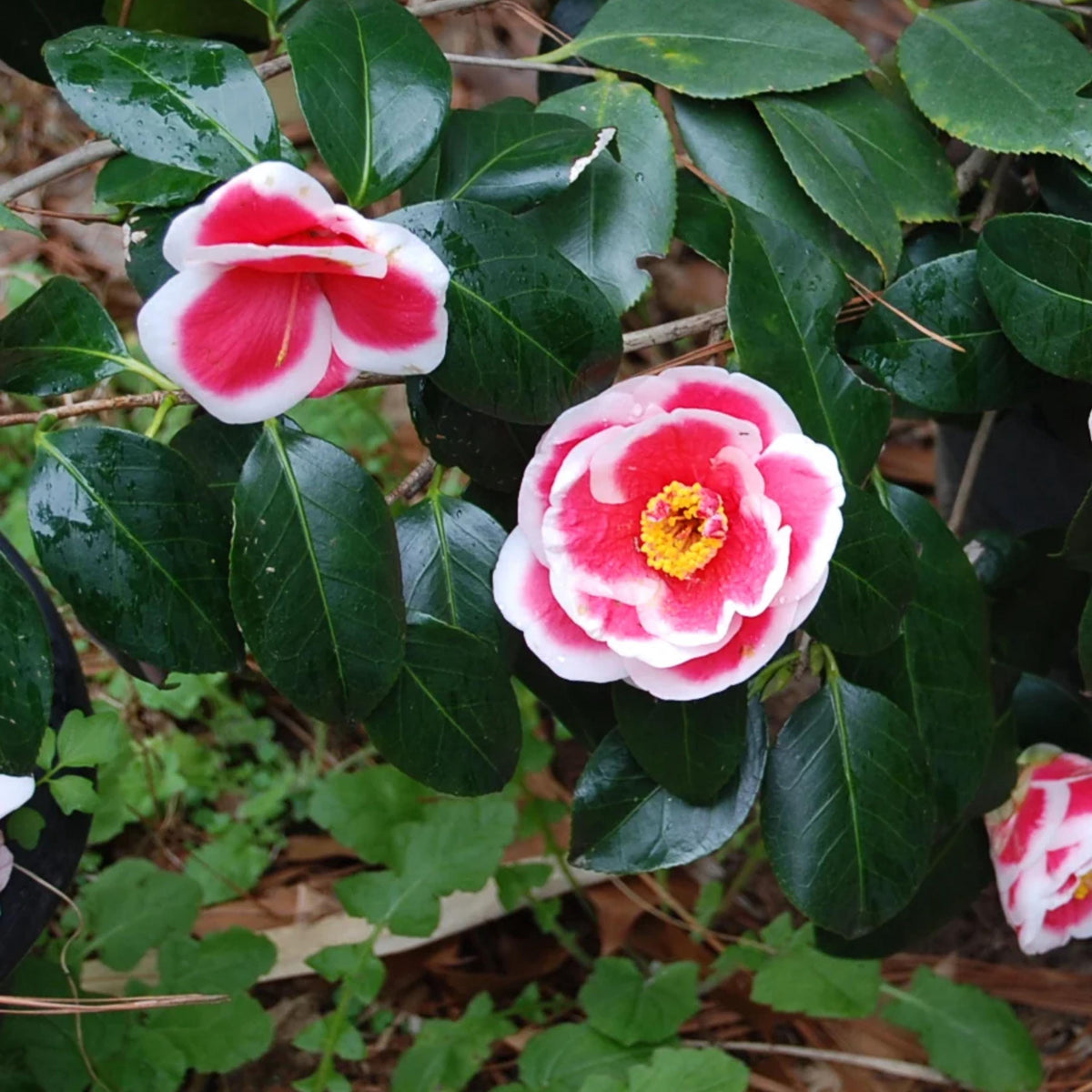 Tama Beauty Camellia seeds