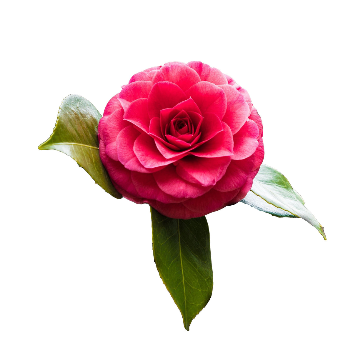 Roger Hall Camellia seeds