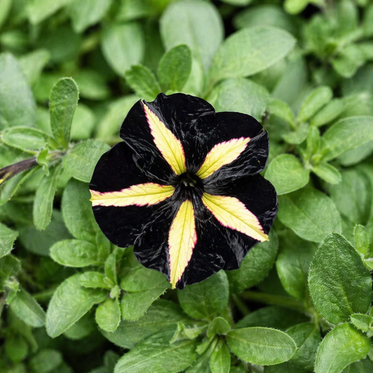 Phantom Petunia seeds