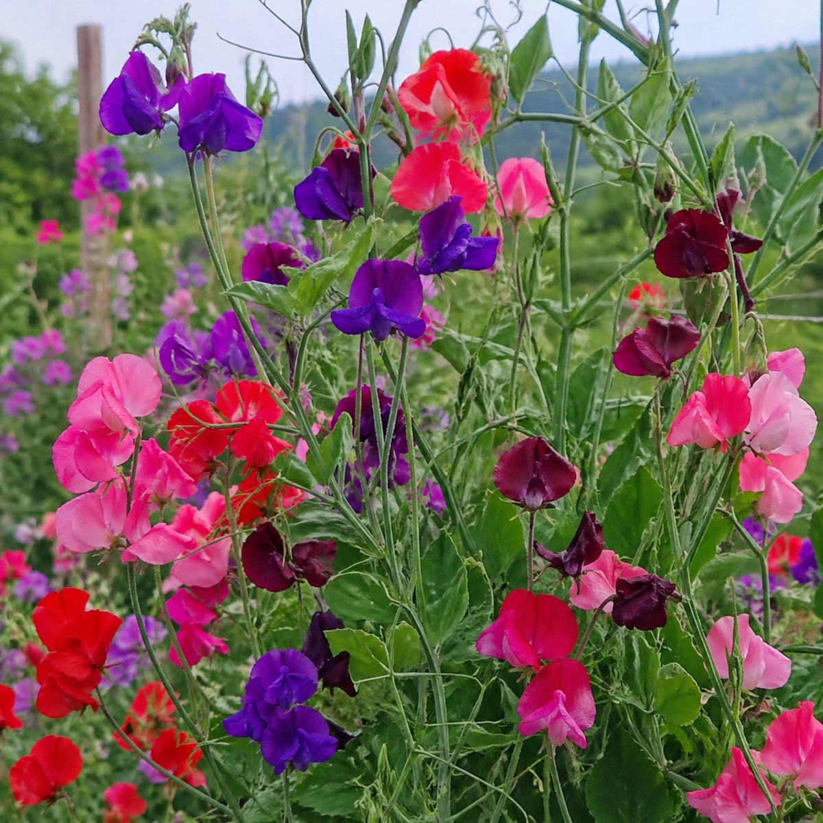 Vibrant Sweet Pea seeds