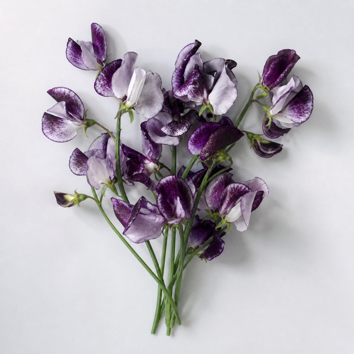 Nimbus Sweet Pea seeds