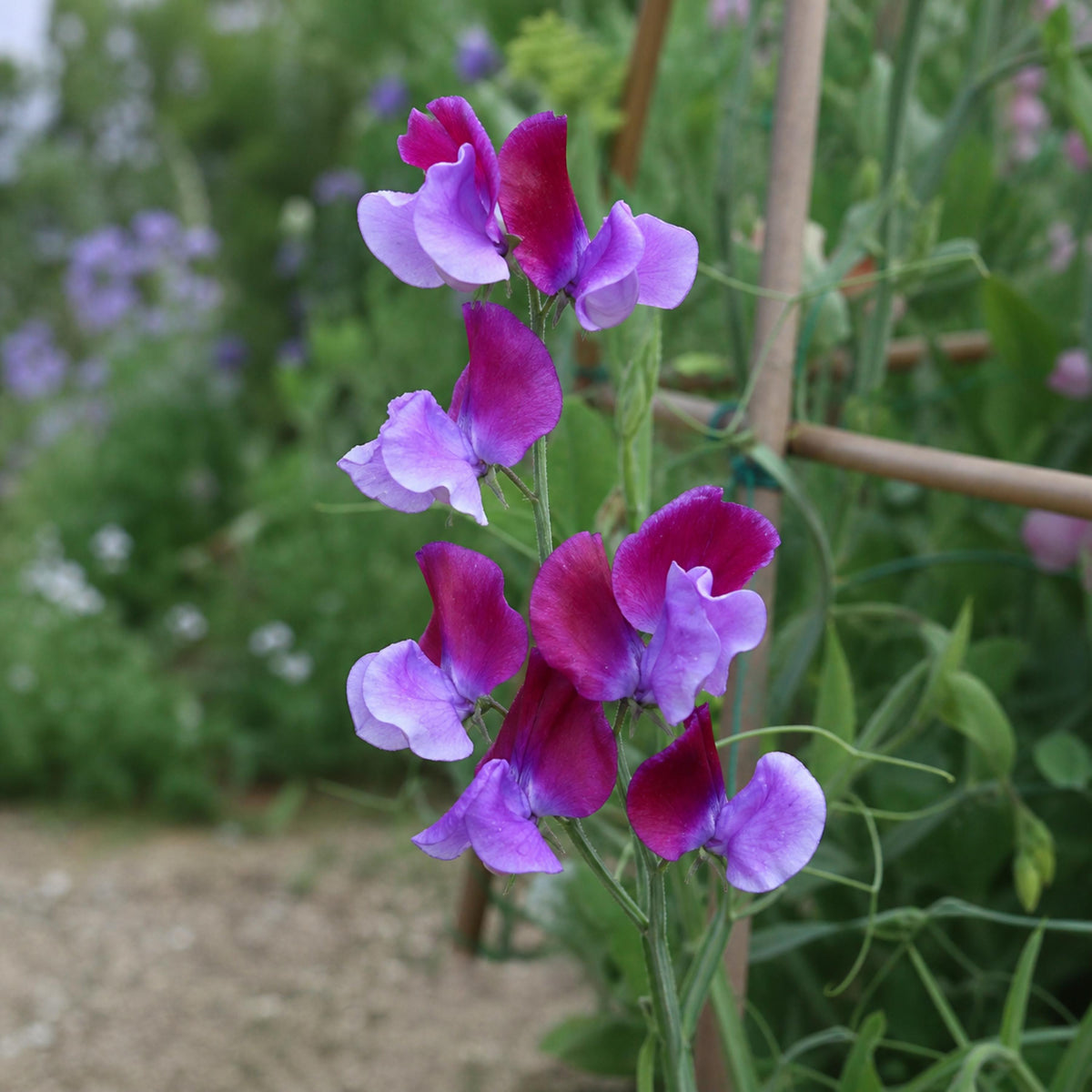 Sweet Pea Cocktail seeds