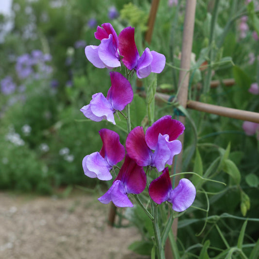 Sweet Pea Cocktail seeds