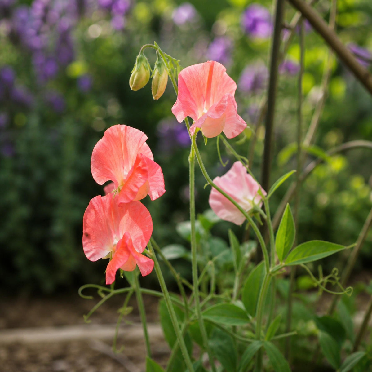 Sweet Pea Maloy seeds