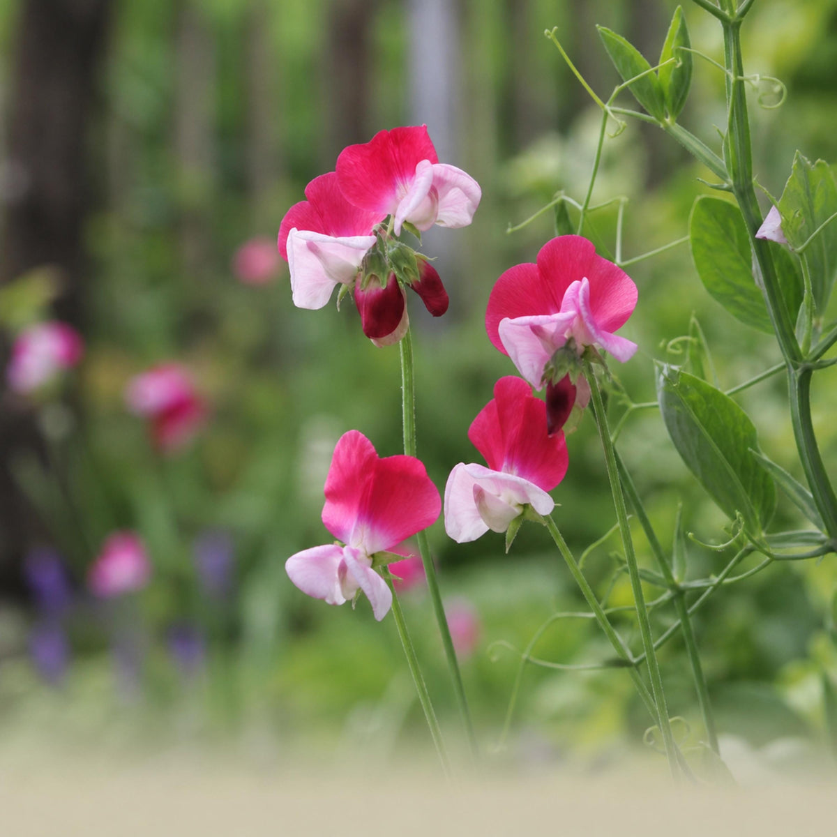 Sweet Pea Little Red Riding Hood seeds