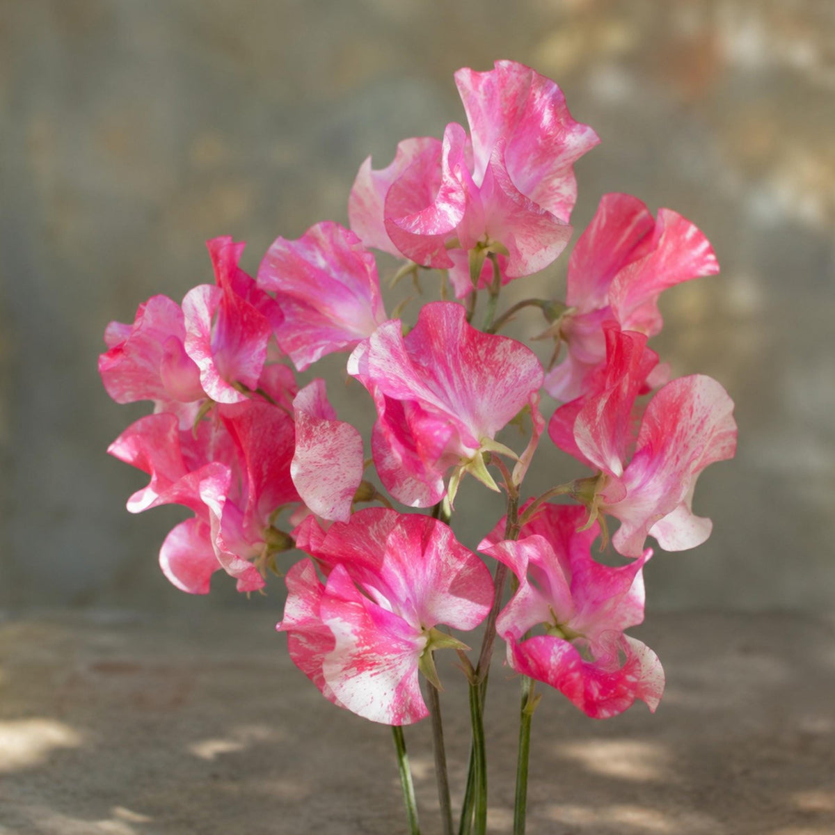 Sweet Pea Vaudeville seeds