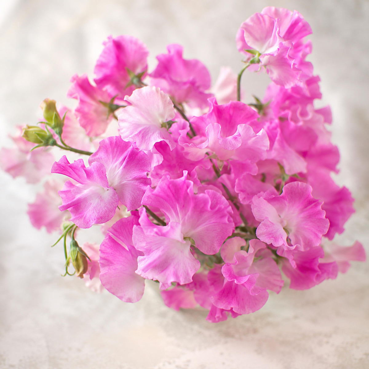 Sweet Pea Early Gwendoline seeds