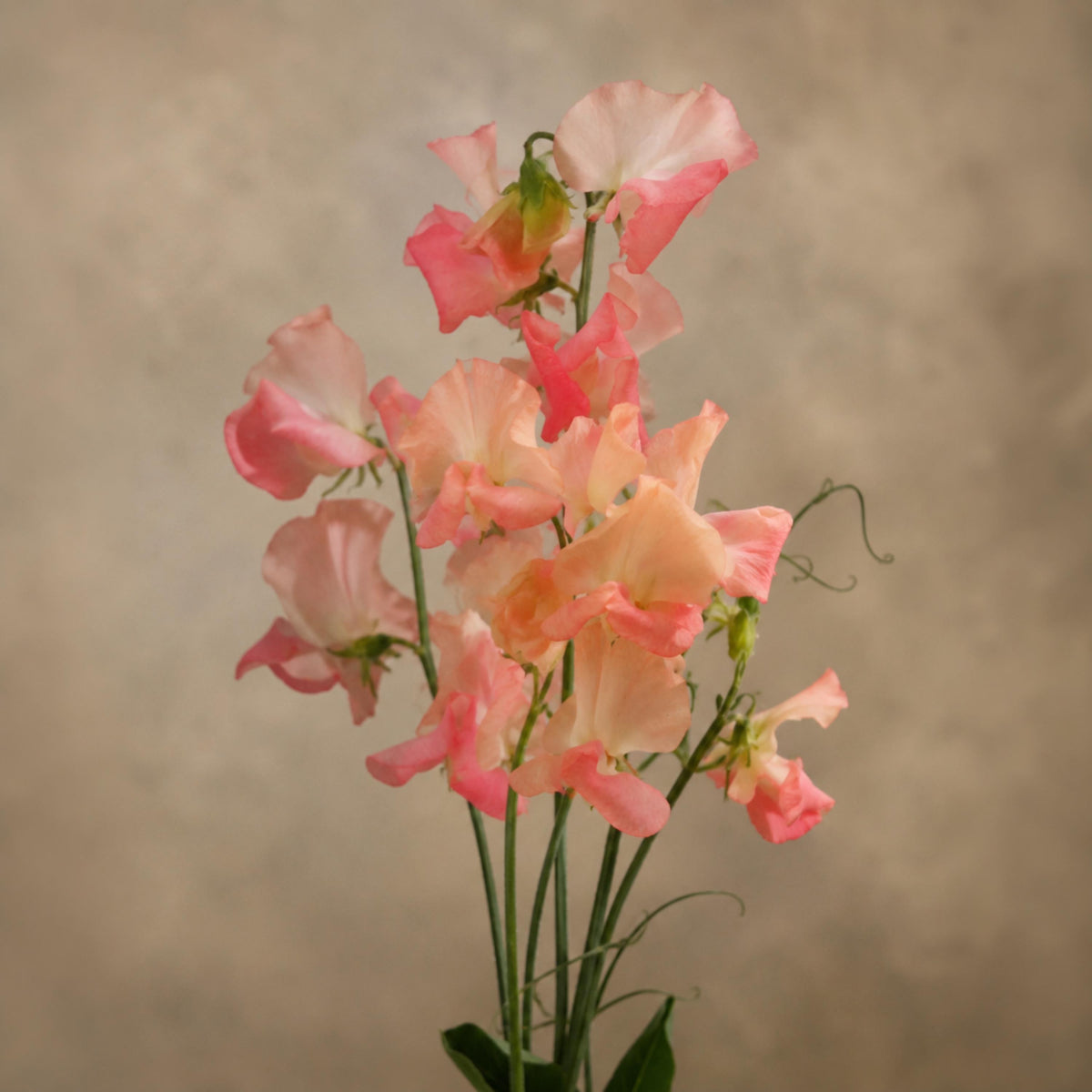Sweet Pea Candyfloss seeds