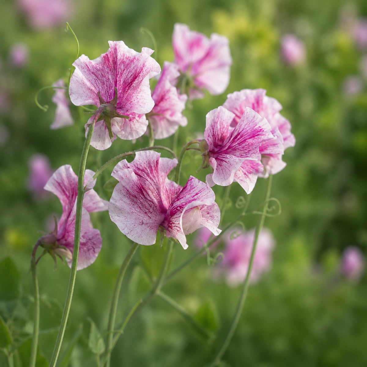 Sweet Pea Chocolate Flake seeds