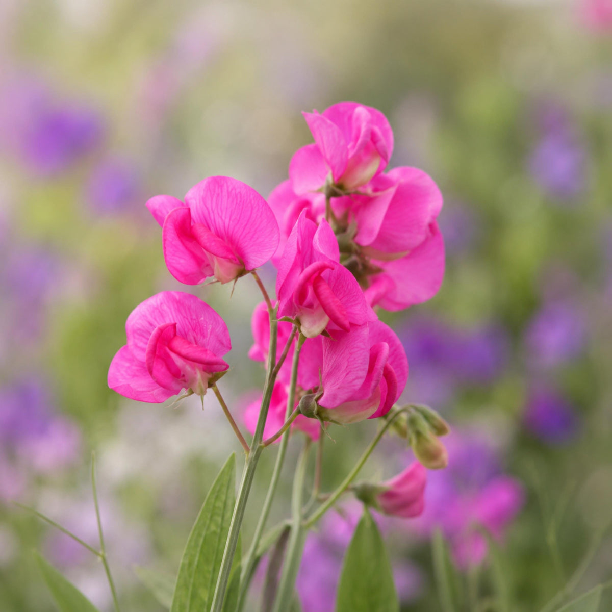 Sweet Pea Solstice Rose seeds