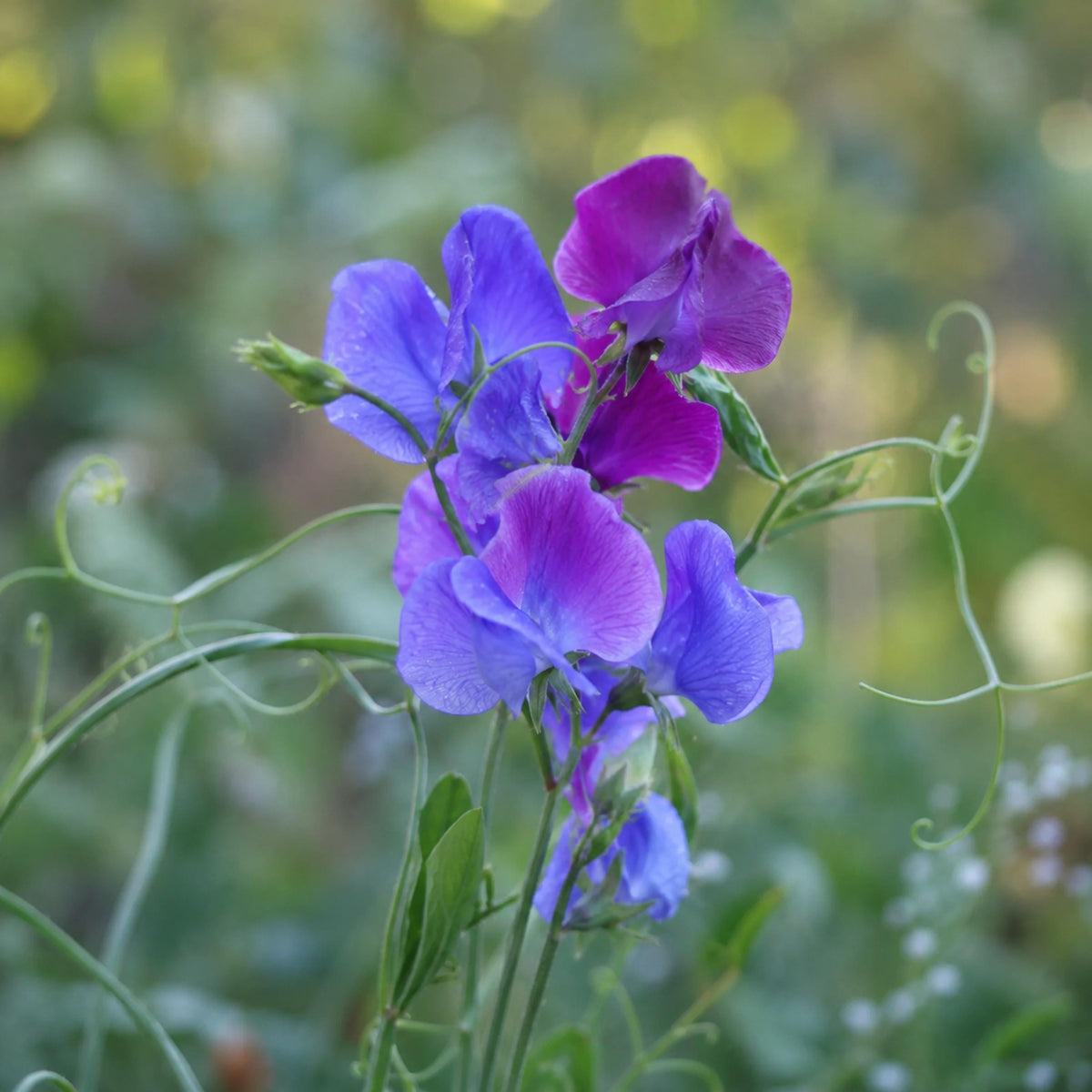 Sweet Pea North Shore seeds