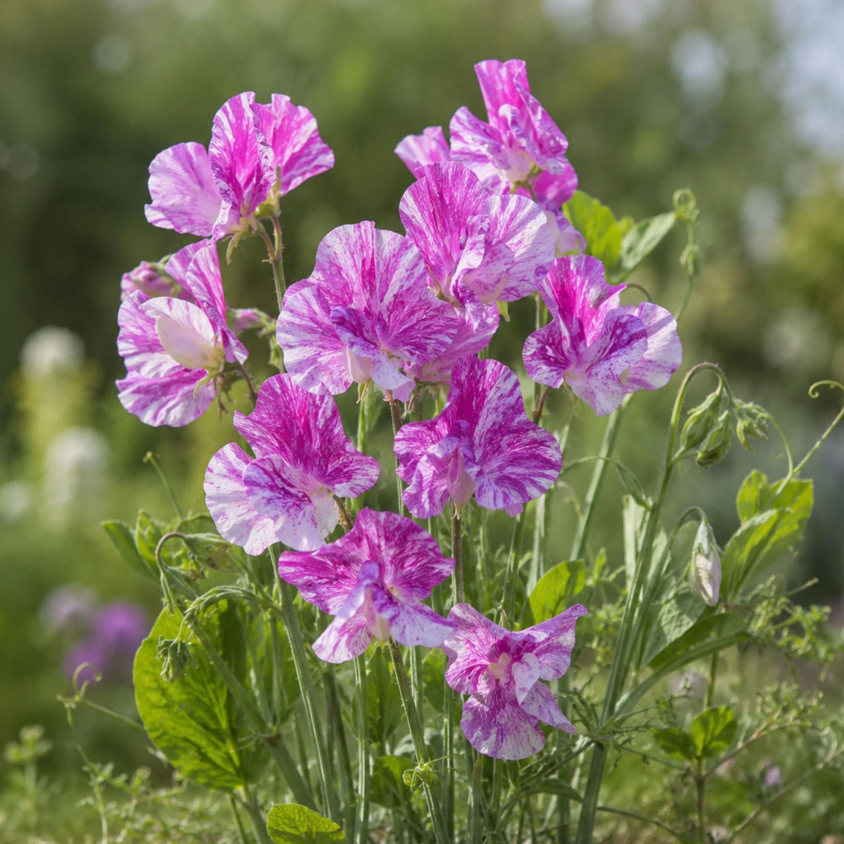 Pandemonium Sweet Pea seeds
