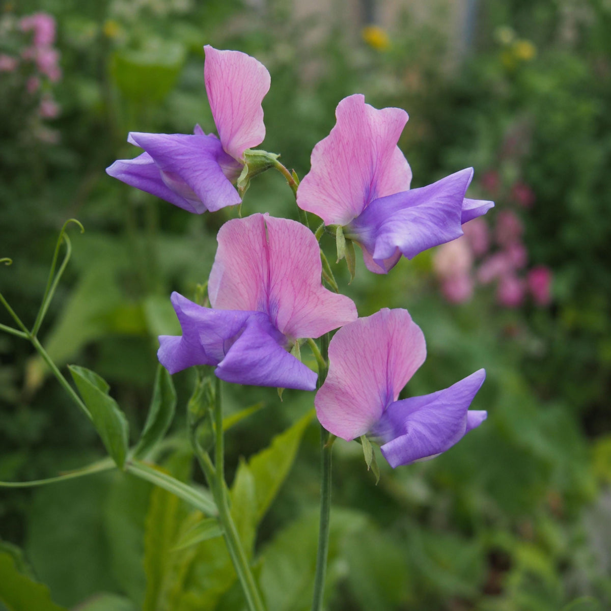 Sweet Pea Somewhere seeds