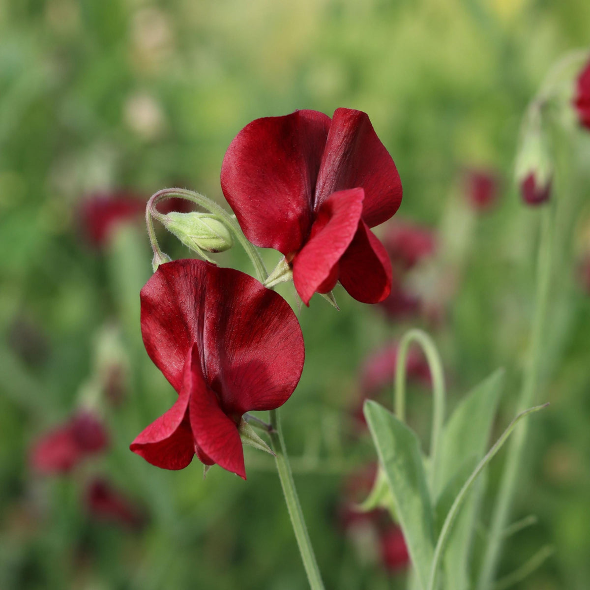Sweet Pea Retro Red seeds