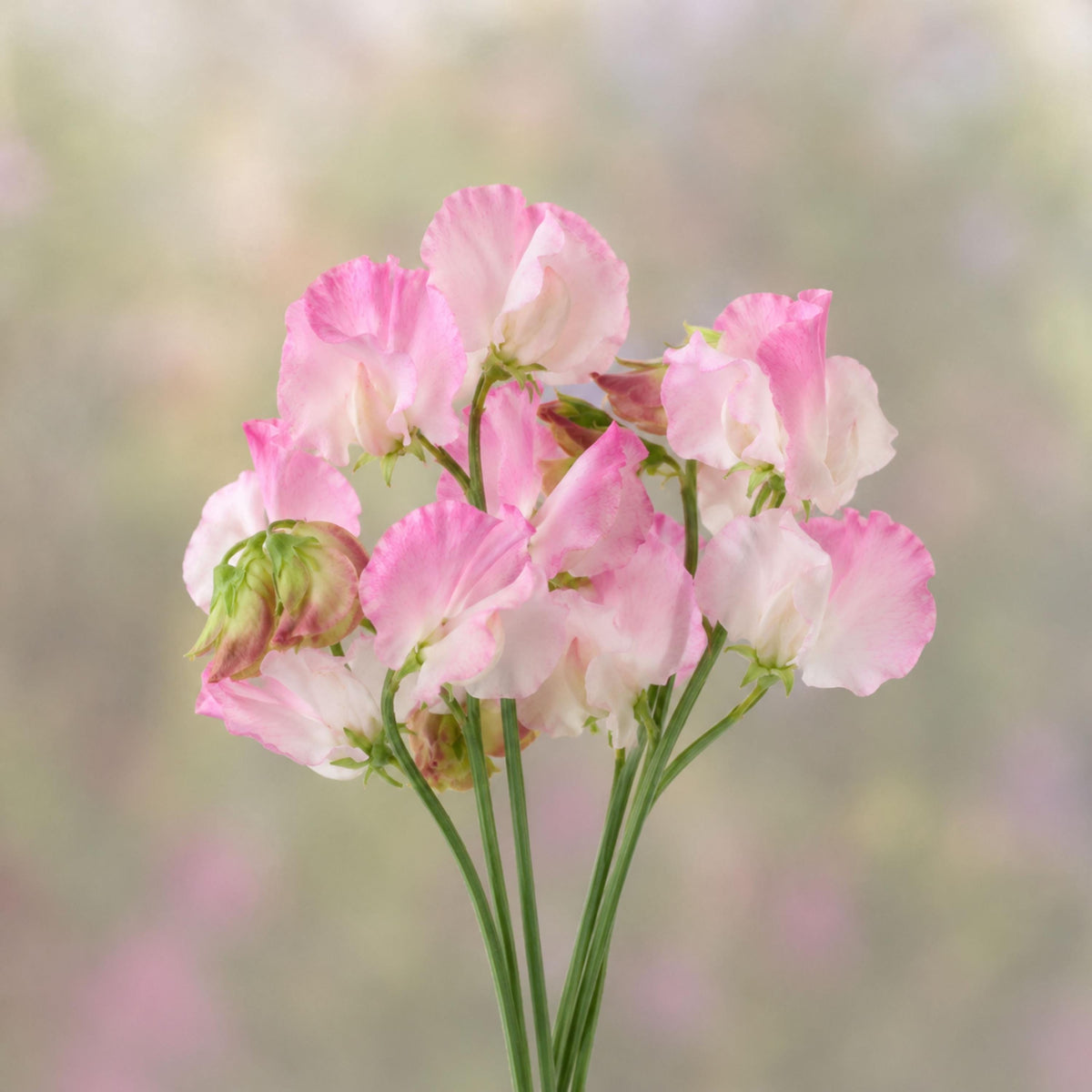 Sweet Pea High Society seeds