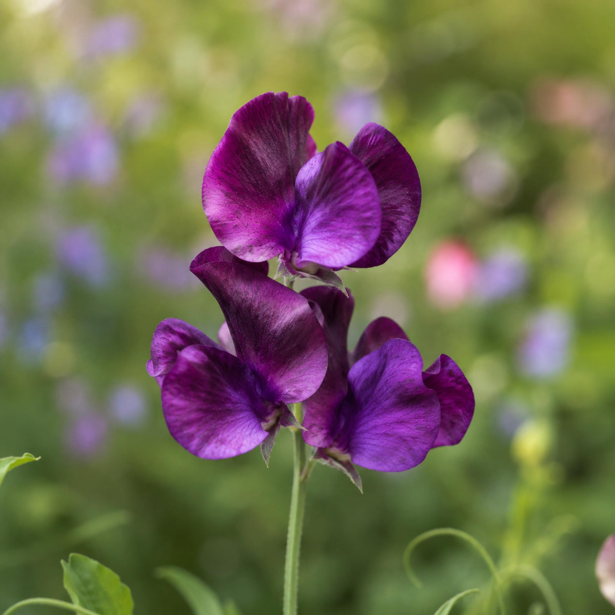 Sweet Pea Triple G seeds