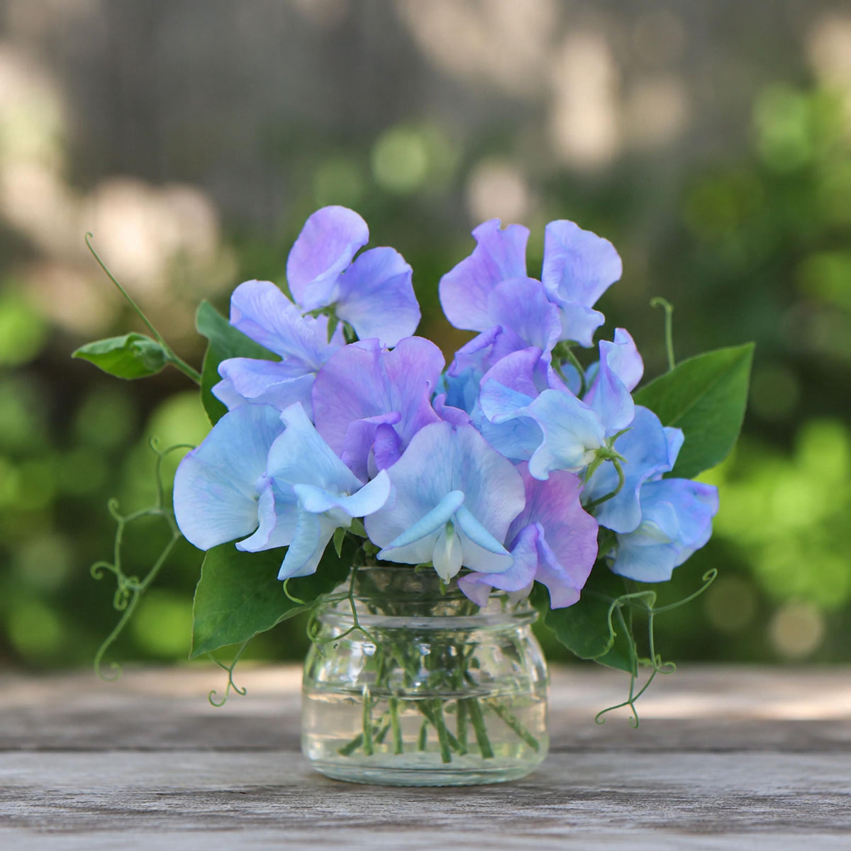Sweet Pea Turquoise Lagoon seeds