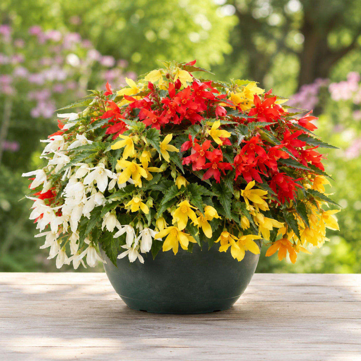 Groovy Mix Begonia seeds