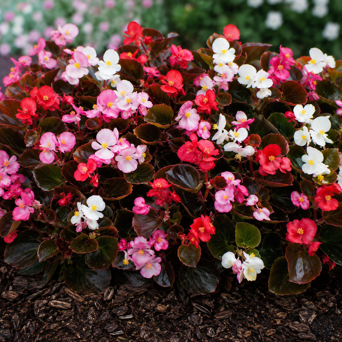 Cocktail Mix Begonia seeds