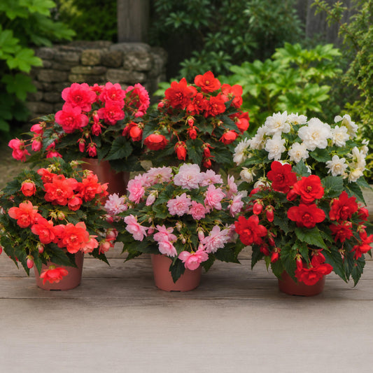 Funky Mix Begonia seeds