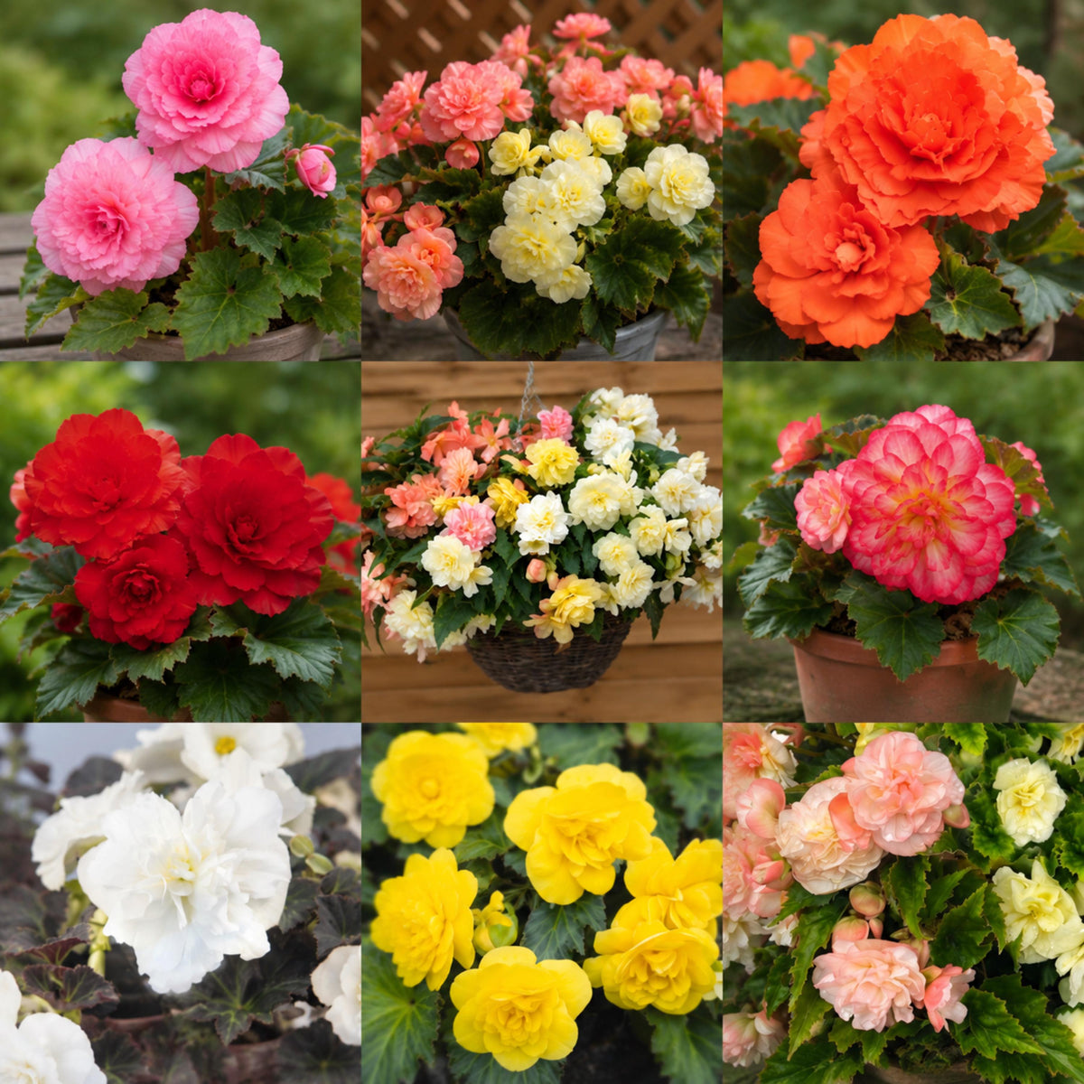 Nonstop Joy Mix Tuberous Begonia seeds