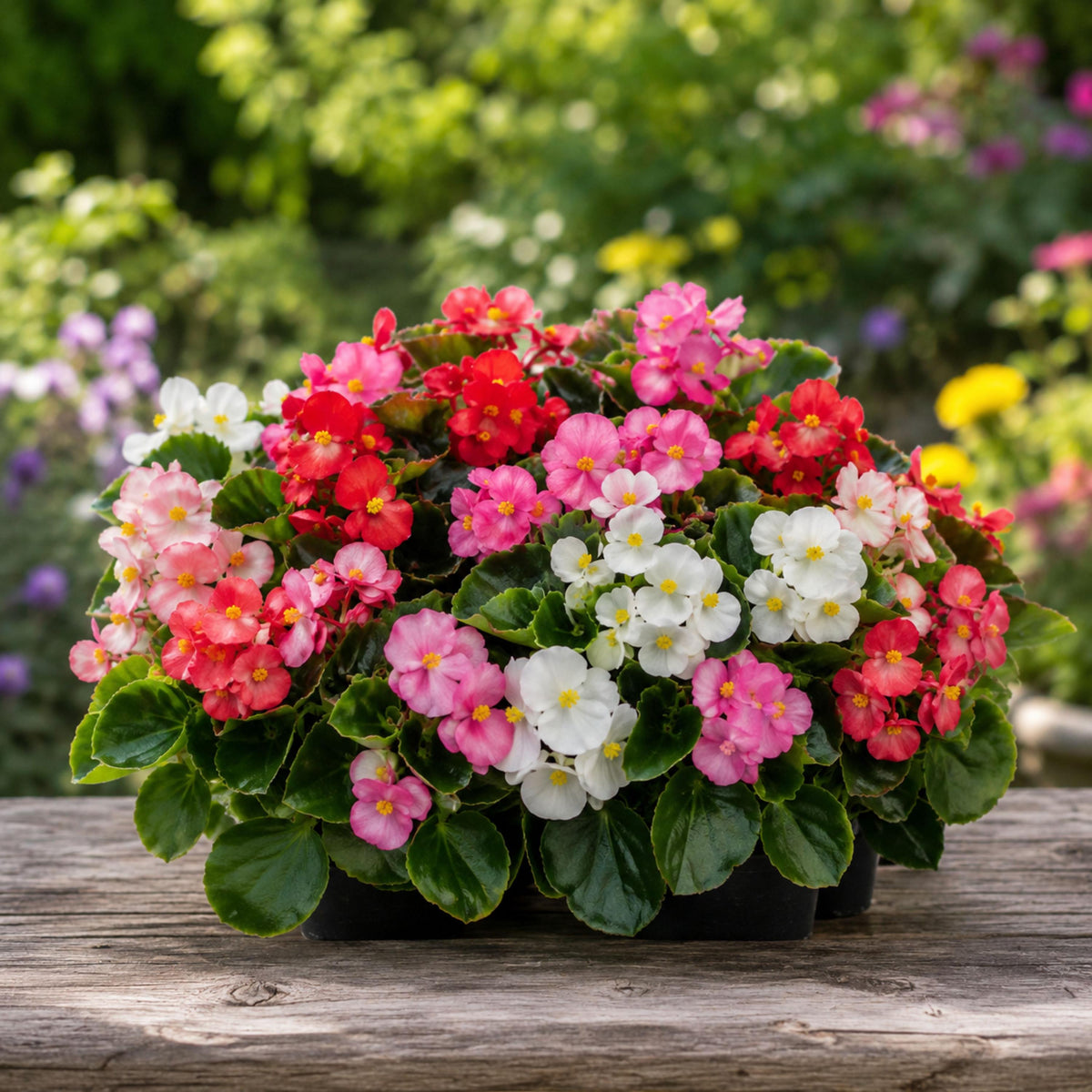 Super Olympia Mix Begonia seeds