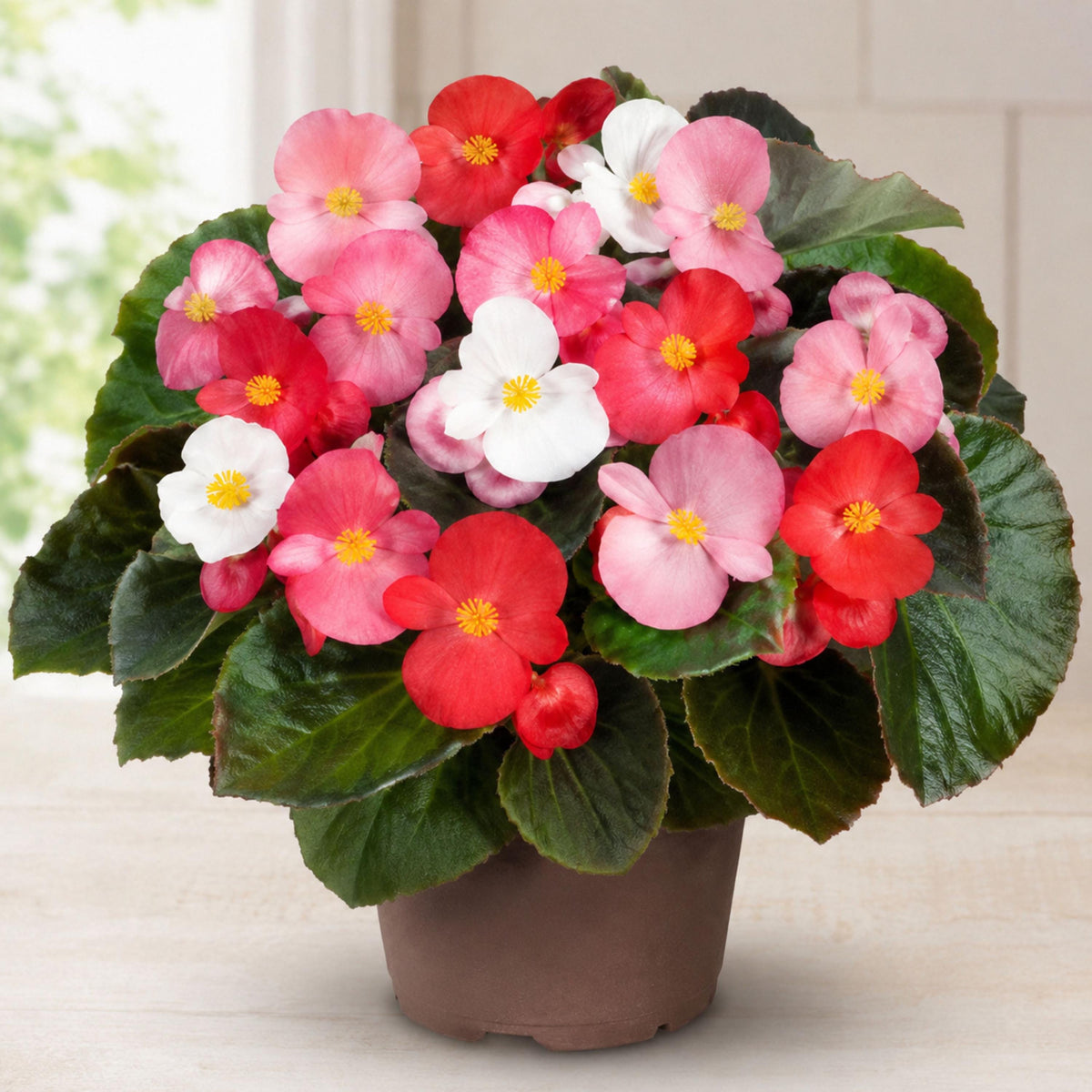 BIG Begonia seeds
