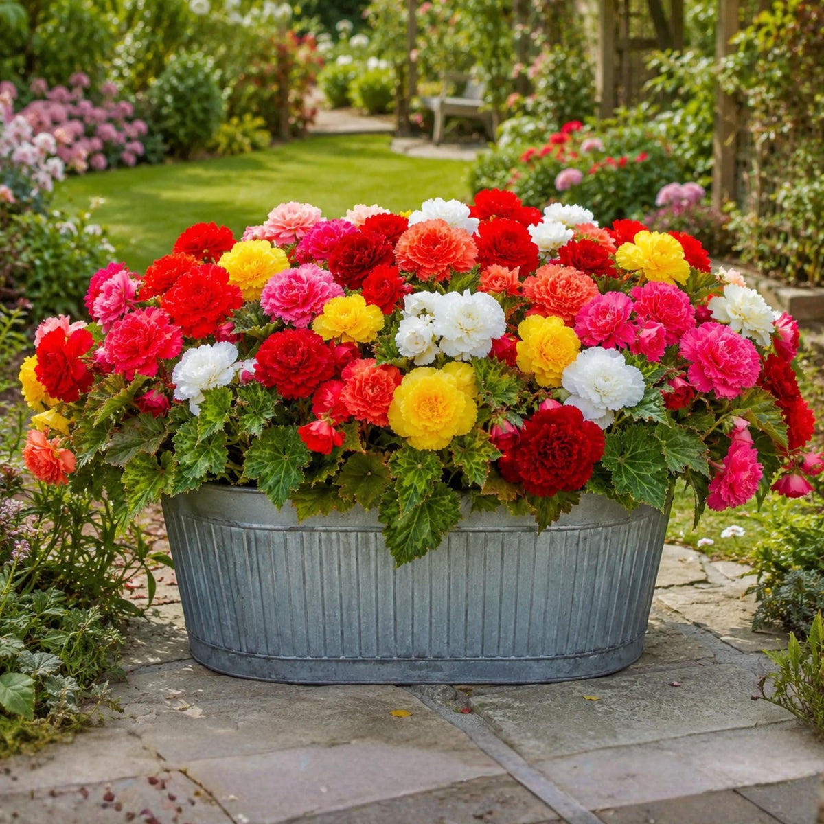 Fringed Mix Begonia seeds