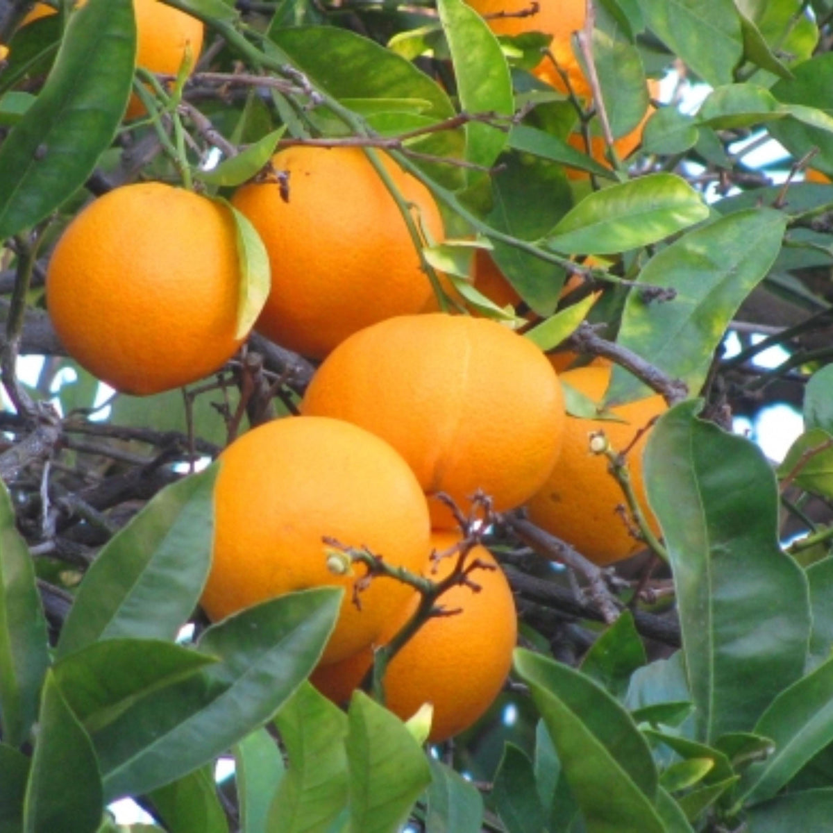 Sweet Orange seeds