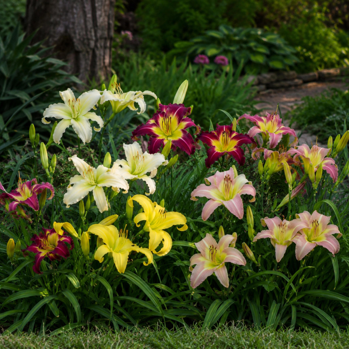 Spider Daylily Mix seeds