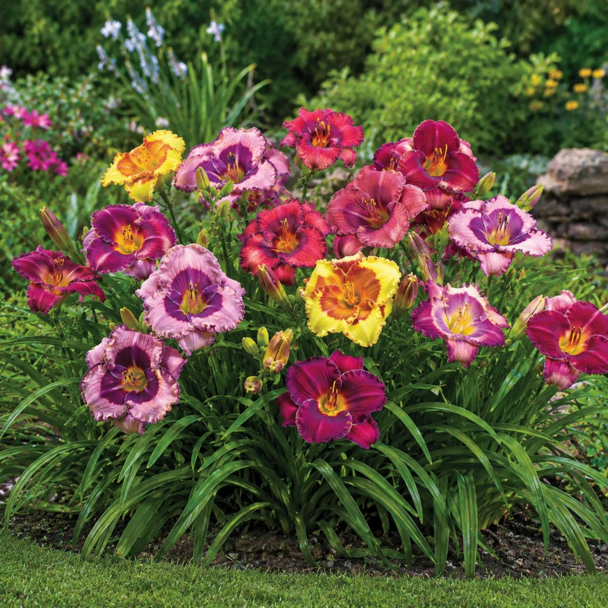 Eyezone Daylily Mix seeds