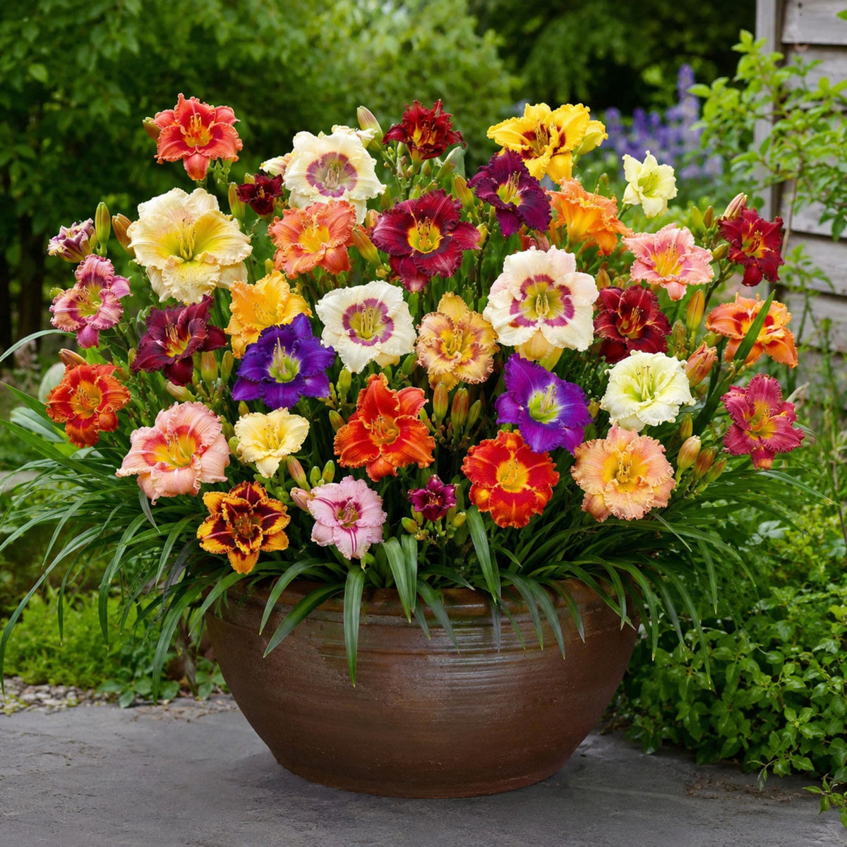 Reblooming Daylily Mix seeds