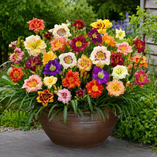 Reblooming Daylily Mix seeds