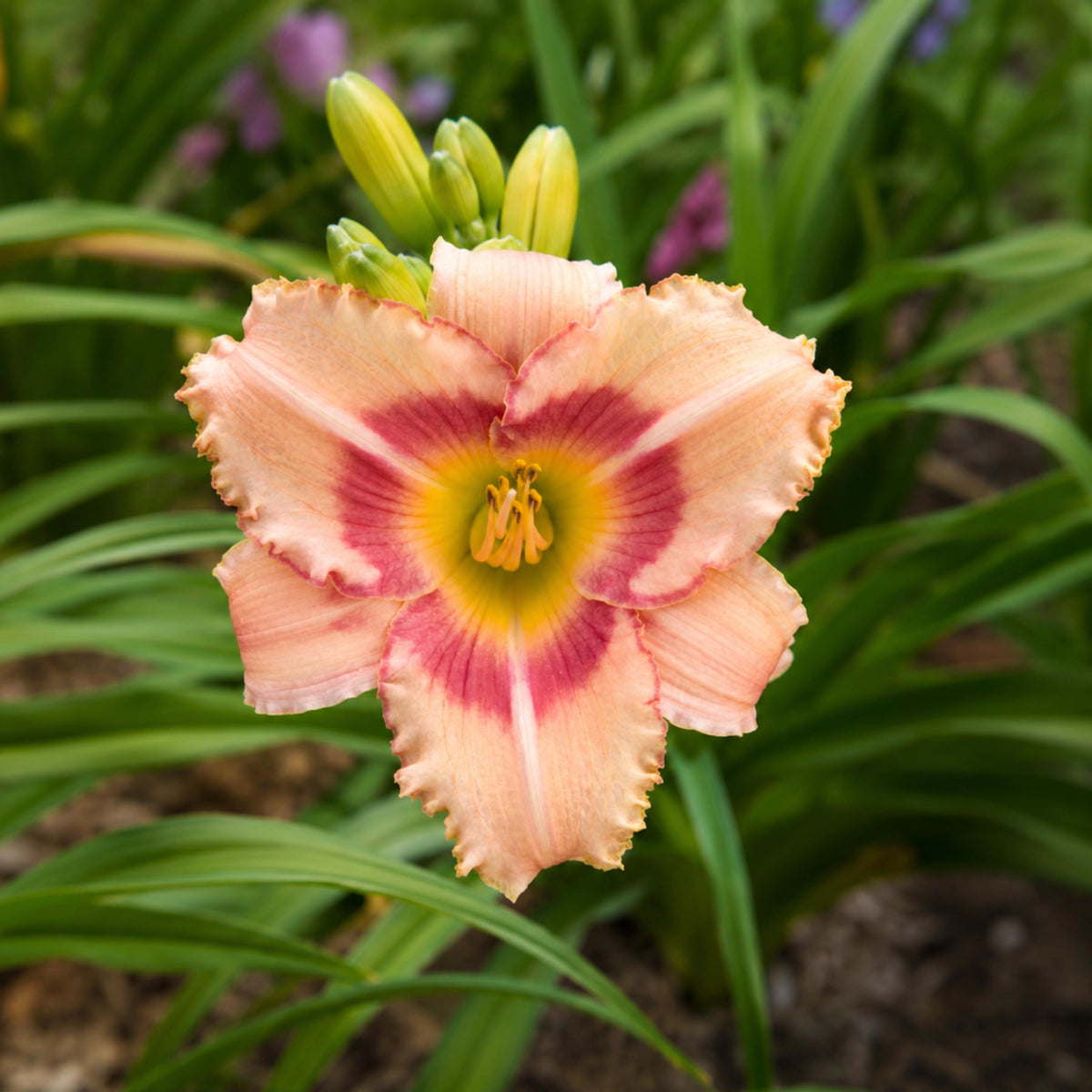 Strawberry Candy Inspired Daylily seeds