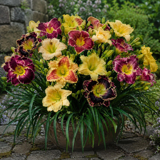 Toothy Daylily Mix seeds