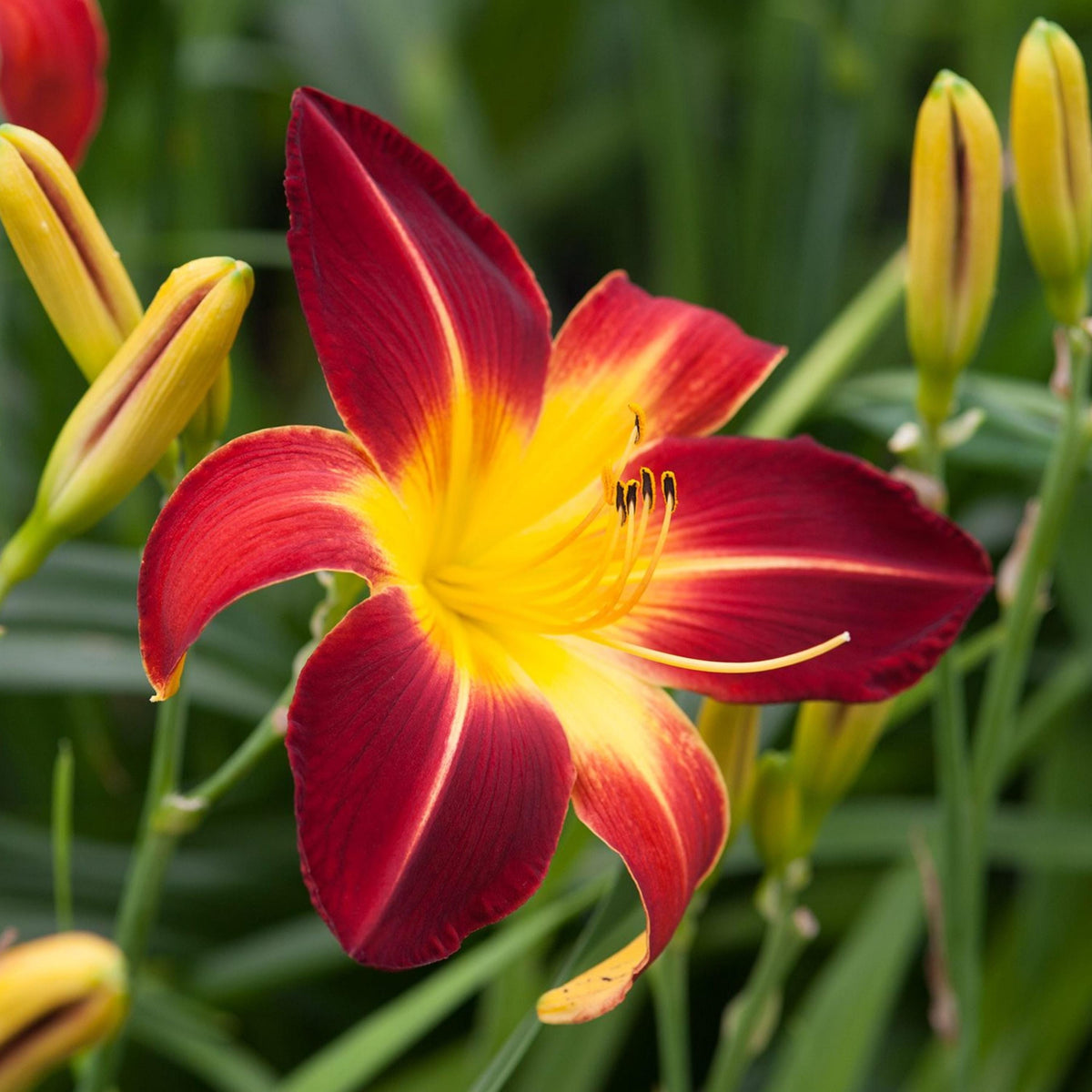 Ruby Spider Daylily seeds