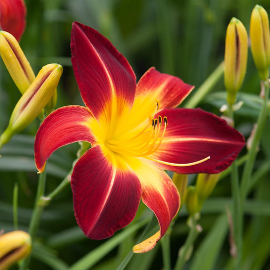 Ruby Spider Daylily seeds
