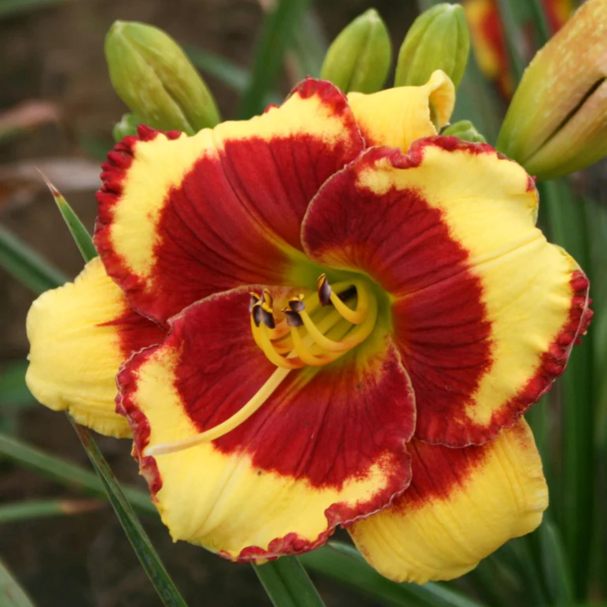 Paco Bell Daylily seeds