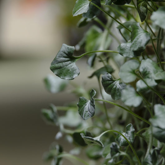 Silver Falls Dichondra seeds