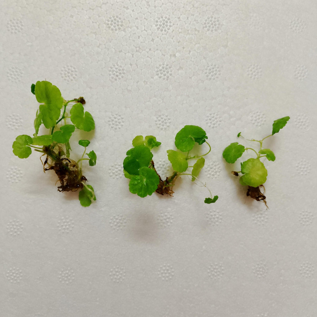 Brazilian Pennywort seeds