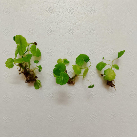 Brazilian Pennywort seeds