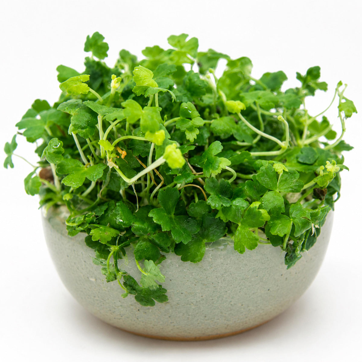 Japanese Pennywort seeds