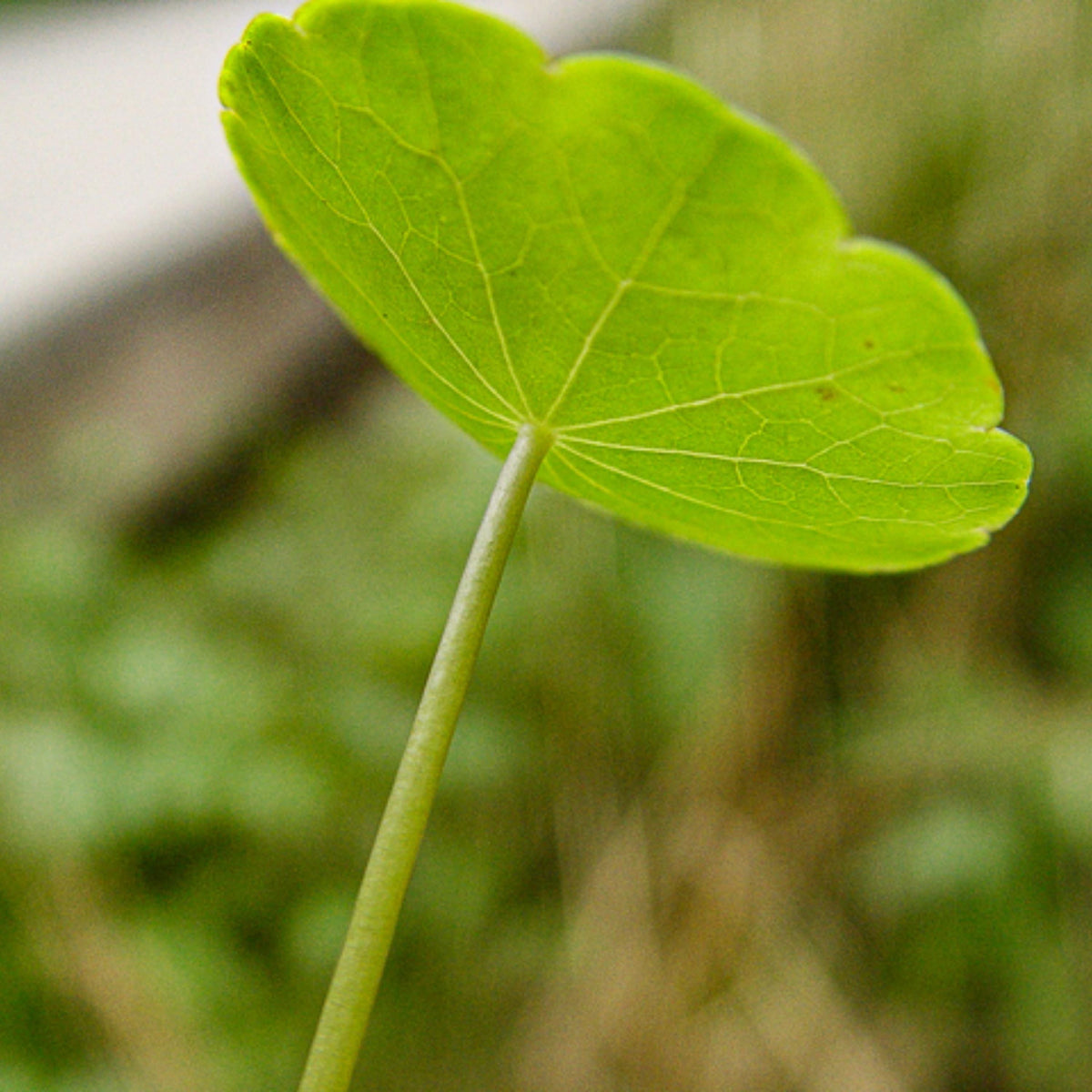 Manyflower Marsh Pennywort seeds