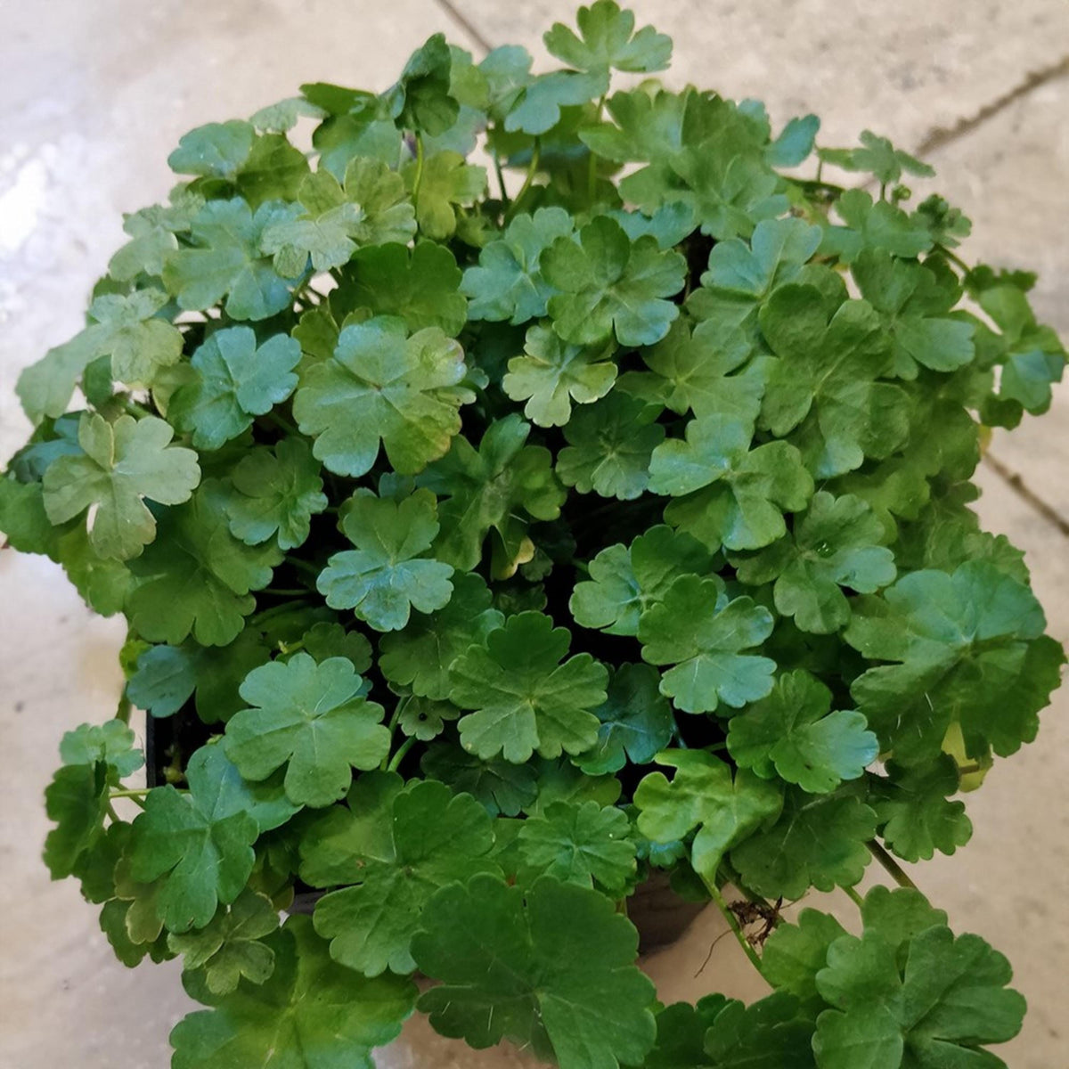 Lawn Pennywort seeds