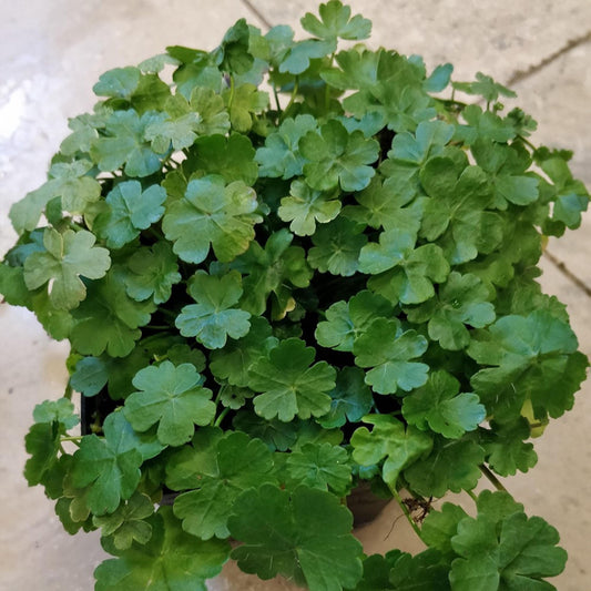 Lawn Pennywort seeds