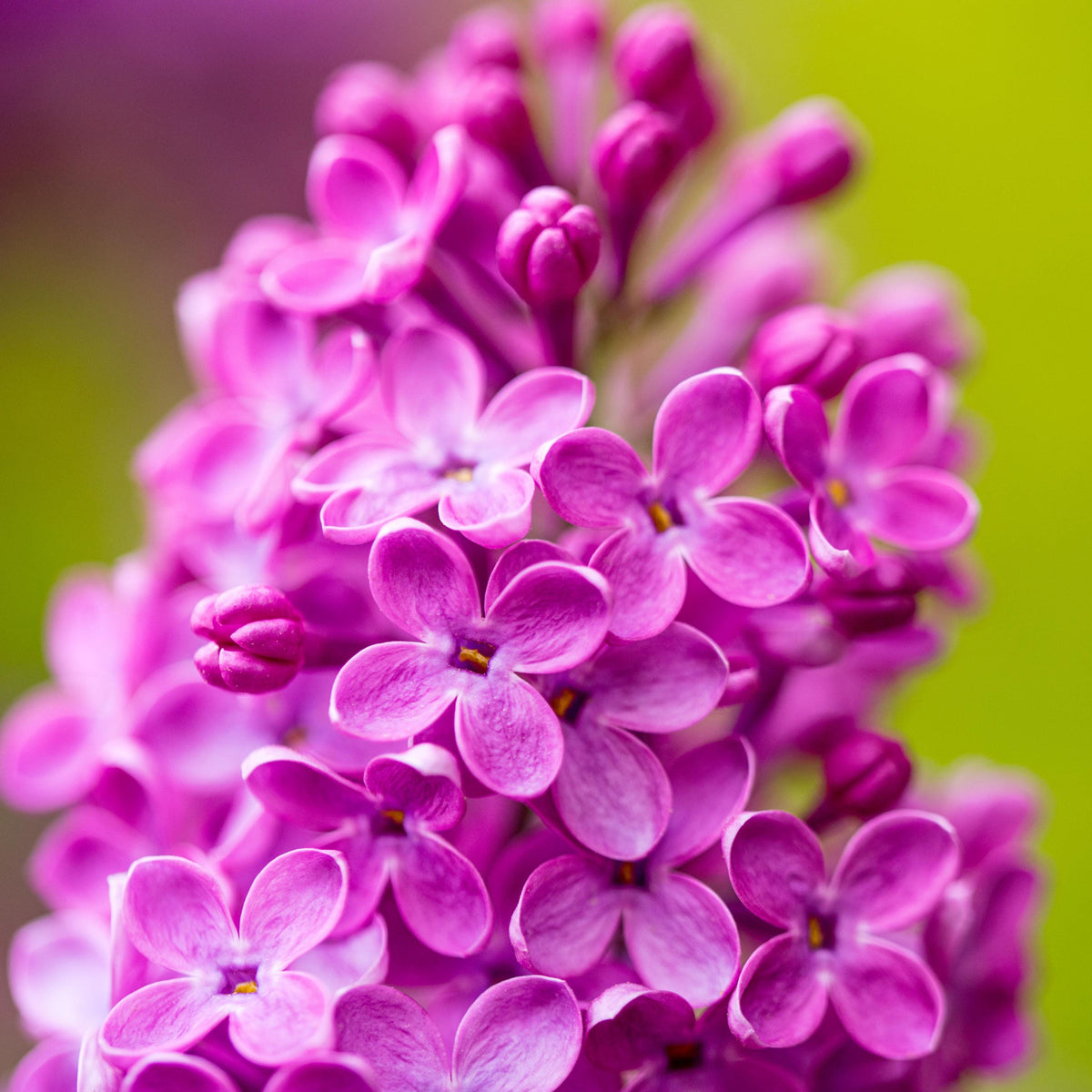 Pink Lilac seeds