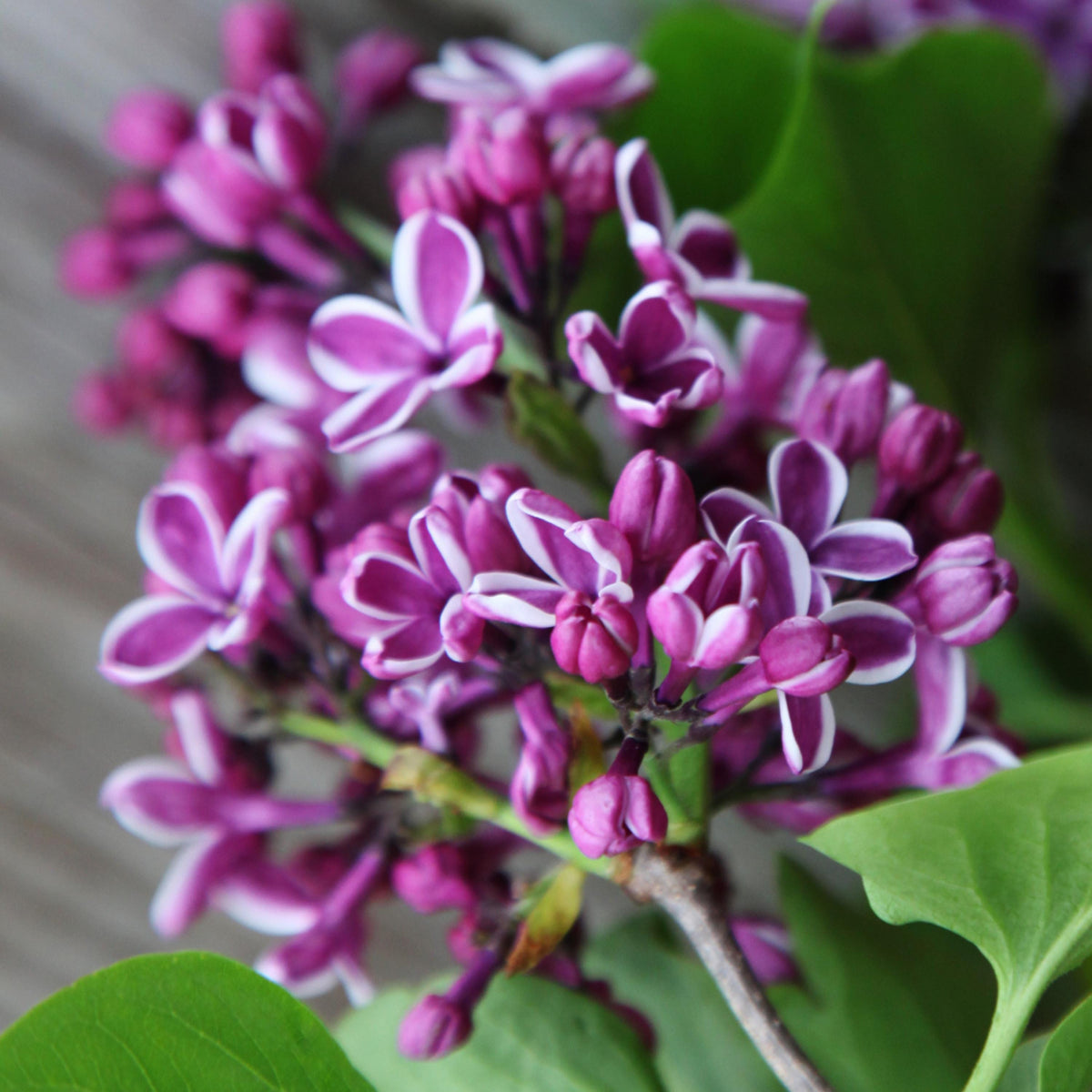 Sensation Lilac seeds